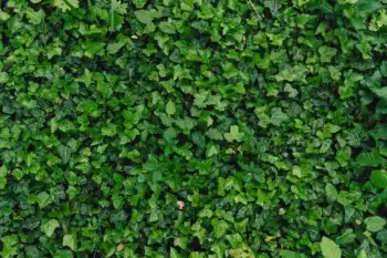 entretien des massifs à Jaux